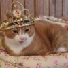 Ginger-Gold