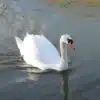 Swan-White-Wood-Paint-Thorndown