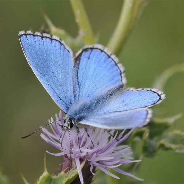 Adonis Blue Peelable Glass Paint - Image 4