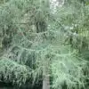 Ash-tree