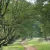 Beech