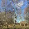 Birch