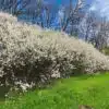 Blackthorn