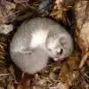 Dormouse-Grey