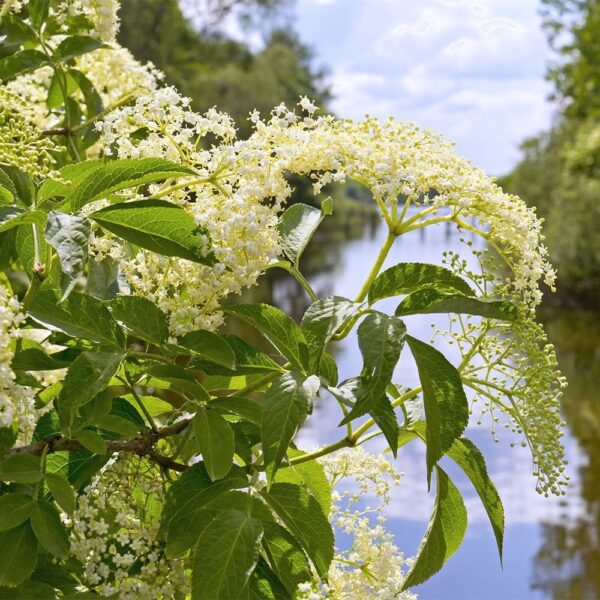 Elder-Tree