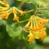 Golden-Somer
