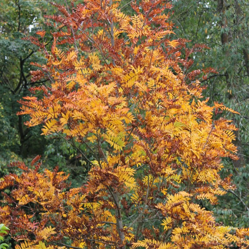 Rowan Wood Paint | Thorndown Wood & Glass Paints