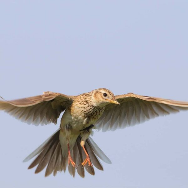 Skylark-Blue