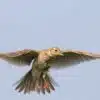 Skylark-Blue
