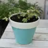 Thorndown-Goblin-Blue-and-Chantry-Cream-Wood-Paint-on-terracotta-pot