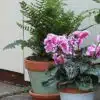 Thorndown-Reed-Green-terracotta-pot