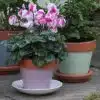 Thorndown-Rock-Rose-terracotta-pot