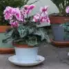 Thorndown-Skylark-Blue-terracotta-pot