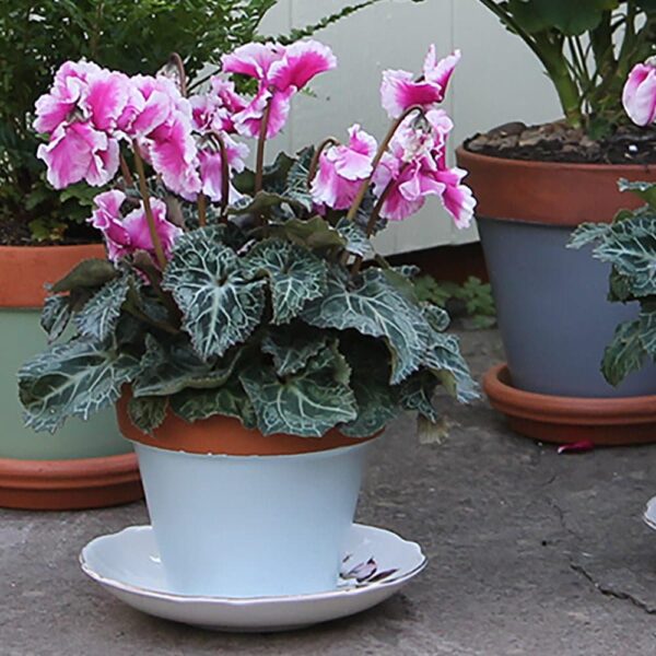 Thorndown-Skylark-Blue-terracotta-pot