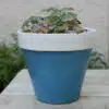 Thorndown-Squirrel-Blue-and-Limestone-Wood-Paint-on-terracotta-pot
