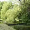 Wispy-Willow
