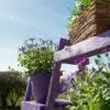 Thorndown & Forest PLD_Ultra Violet