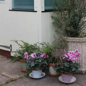 Thorndown-Chantry-Cream-Wood-Paint-and-painted-terracotta-pots