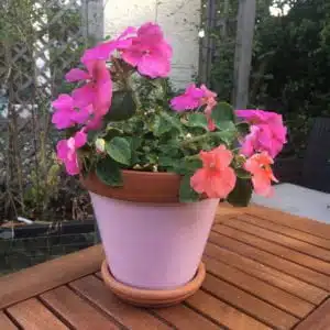 Cheddar-Pink-Wood-Paint-on-terracotta-plant-pot