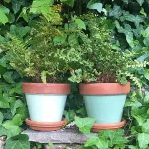 Parlyte-Green-&-Reed-Green-terracotta-pots