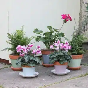 Thorndown Wood-Paint-on-Terracotta-Pots