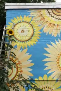 Sunflower-Mural-for-Glastonbury-Mural-Trail