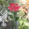 Dragon-Red-and-Cathedral-Green-Rose-stencil-on-window