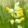 Yellow-Rattle-flower