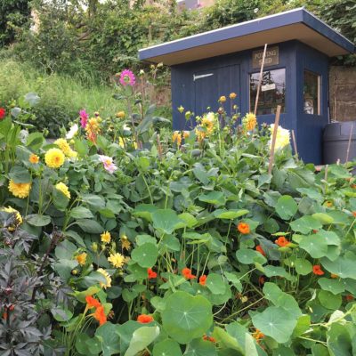 Garden-Affairs-allotment-shed-Thorndown-Bishop-Blue-Wood-Paint