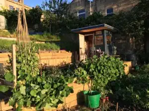 Garden-Affairs-allotment-shed-in-Thorndown-Bishop-Blue-Wood-Paint