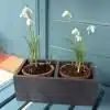 Thorndown-Bergamot-Grey-Wood-Paint-on-snowdrops-wood planter