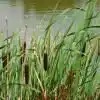 Bullrush Green Wood Paint - Image 10