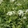 Thorndown-Cow-Parsley-White-pic