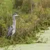 Thorndown-Grey-Heron-pic