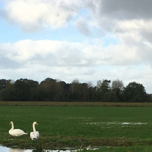 Thorndown-Marshland-Green-pic