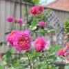 Thorndown-Tor-Stone-Wood-Paint_Man-About-Gardening_5