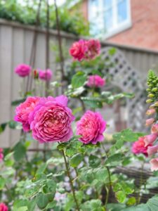 Thorndown-Tor-Stone-Wood-Paint_Man-About-Gardening_5