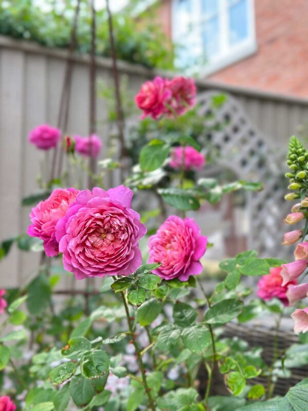 Thorndown-Tor-Stone-Wood-Paint_Man-About-Gardening_5