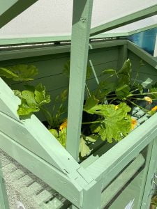 Thorndown-Reed-Green-Wood-Paint-on-Forest-Mini-Greenhouse-with-courgettes-in-flower