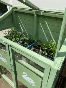 Thorndown-Reed-Green-Wood-Paint-on-Forest-Mini-Greenhouse-with-seedlings
