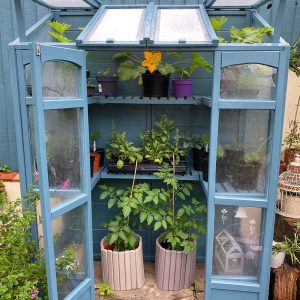 Thorndown-Launcherley-Blue-Wood-Paint-on-Tall-Wall-Victorian-Greenhouse-by-Forest