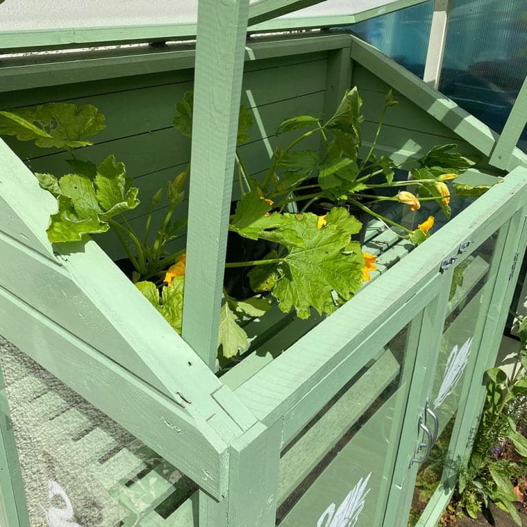 Thorndown-Reed-Green-Wood-Paint and Peelable-Glass-on-Forest-Mini-Greenhouse