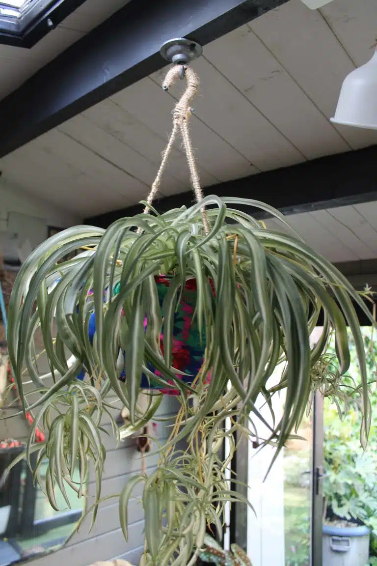 Joanna-Thornhill-Garden-Shedio-Interior-Hanging-Spider-Plant-1-Greymond-and-Blackdown-beams-