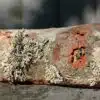 Tree Lichen Wall Paint - Image 8