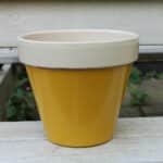 Terracotta-Pot-painted-with-3-coats-Mudgley-Mustard-and-2-Doulting-Stone-Thorndown-Wood-Paint