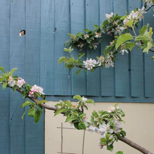 Thorndown-1-coat-Brue-Blue-Wood-Paint-on-fence