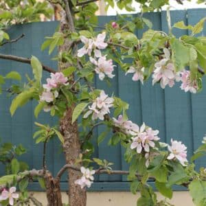 Thorndown-Brue-Blue-Wood-Paint-on-fence
