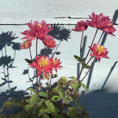 Thorndown-Greylake-Wood-Paint-on-fence-with-flower
