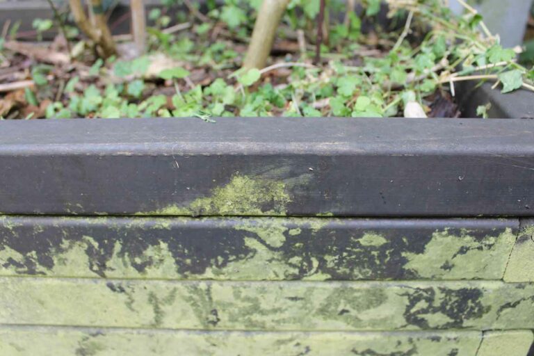 Large-planter-algae