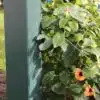 Thorndown-Field-Green-Wood-Paint-on-Forest-Large-Ultima-Pergola_7